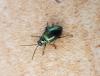 Altica sp.